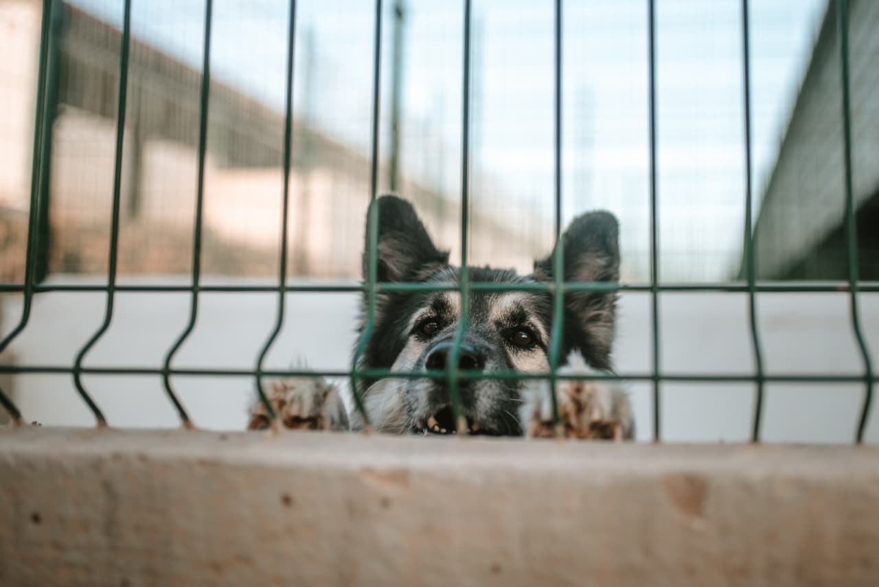 enclos en panneau rigide vert pour chien